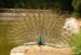 Male peacock in full show